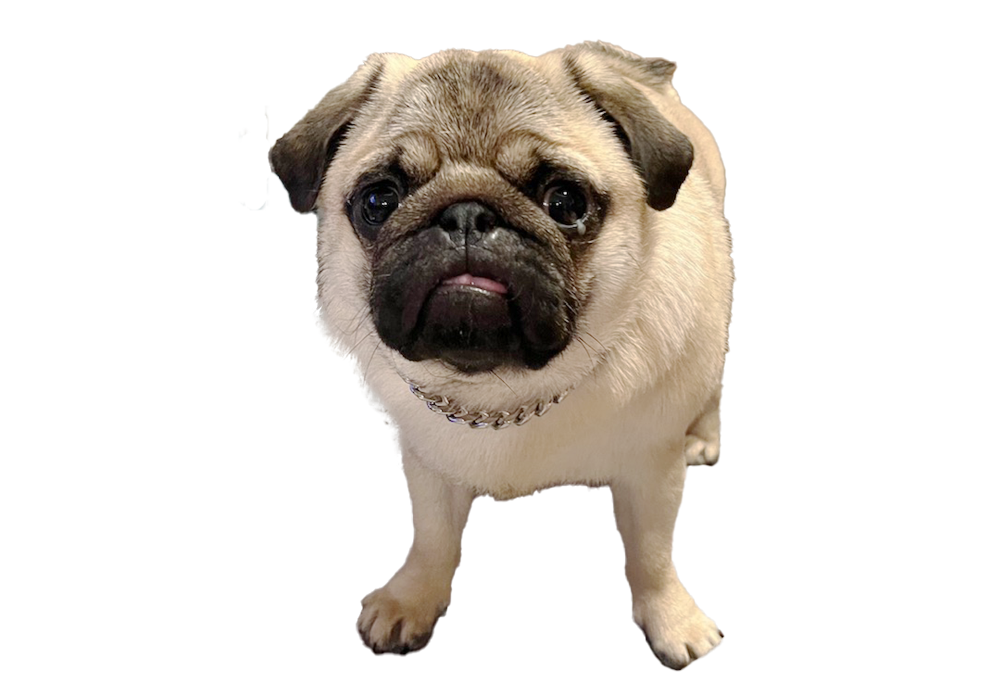 犬のキャラクター